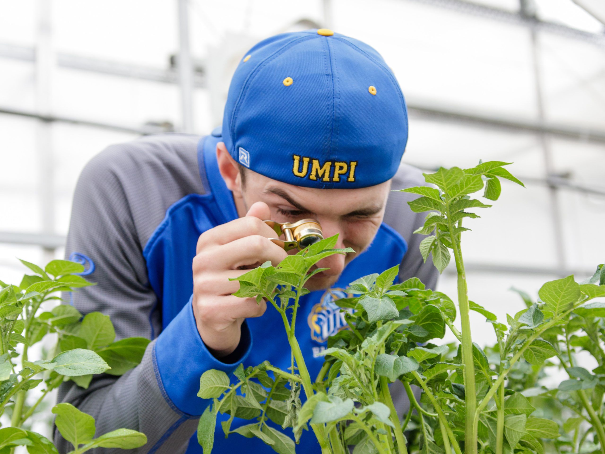 student in the greenhouse inspects plants with a loupe